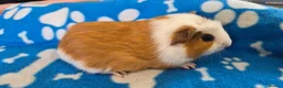 Guinea Pig rodents for sale: 3 Beautiful male Guinea Pigs - Advert 3