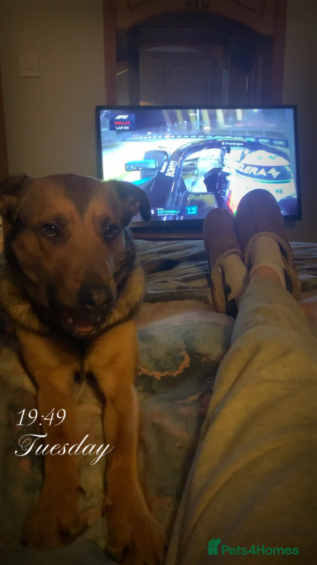 Mixed Breed dogs for sale: Say hello to beautiful Storm - Advert 5