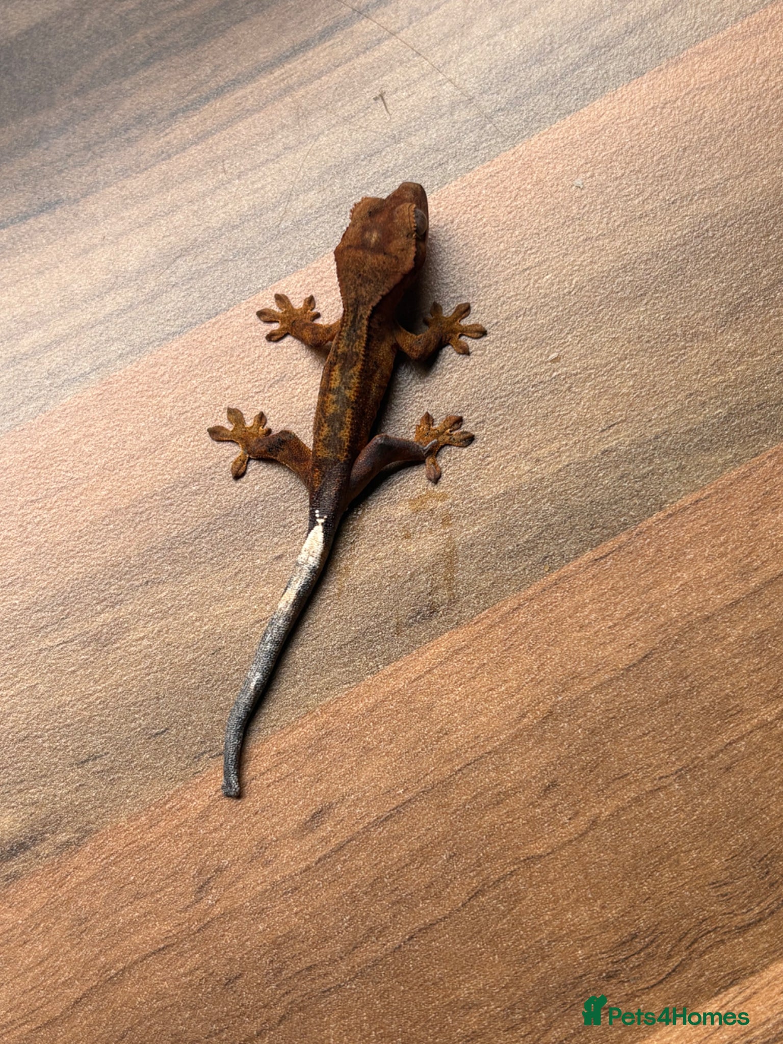 Gecko reptiles Crested geckos  - Advert 19