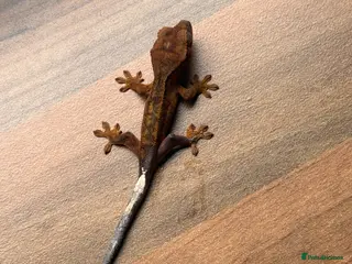Gecko reptiles Crested geckos - Advert 19