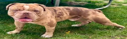 Old Tyme Bulldog dogs for stud: STUD Old tyme old English bulldog chocolate merle in Lincoln - Advert 7