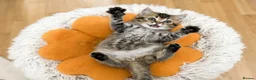 British Shorthair cats for sale: Adorable Kitten Ready For Reservation in Leamington Spa - Advert 11