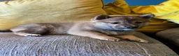 Japanese Shiba Inu dogs for sale: Pure bred Shiba Inu Puppies - Advert 4