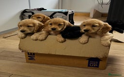 Cocker Spaniel dogs for sale: Gorgeous KC Working Cocker Spaniel Puppy Available - Image 6