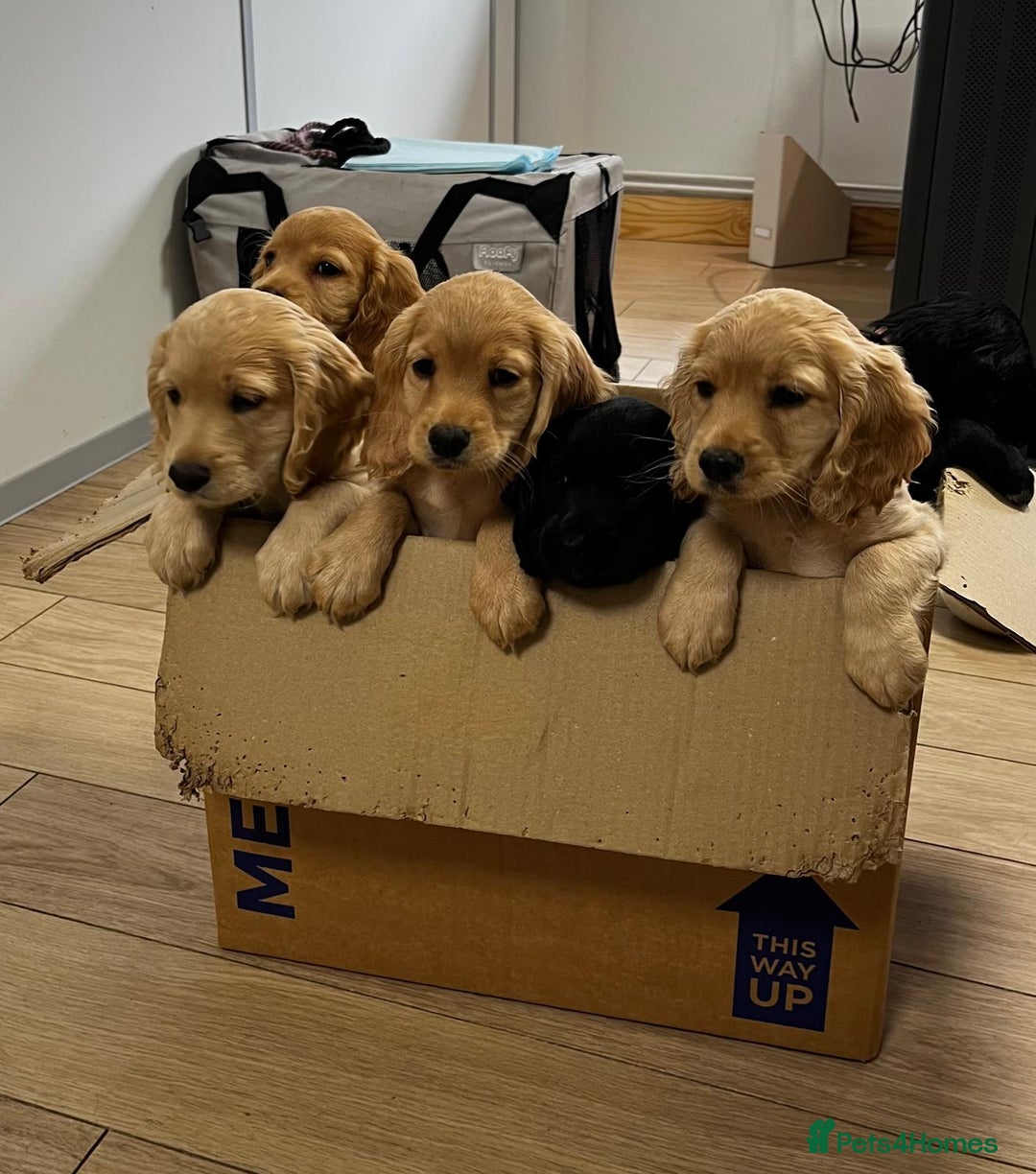 Cocker Spaniel dogs for sale: Gorgeous KC Working Cocker Spaniel Puppy Available - Image 6