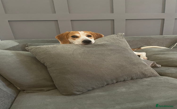 Mixed Breed dogs - Advert 2