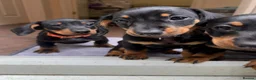 Dachshund dogs for sale: Male Dachshund puppy - Advert 9