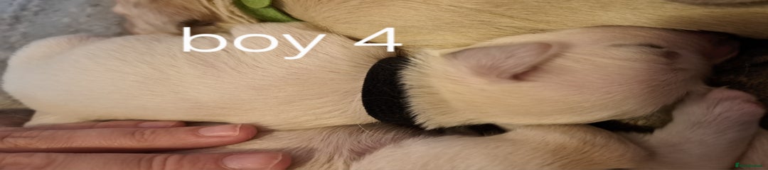Golden Retriever Puppy 7