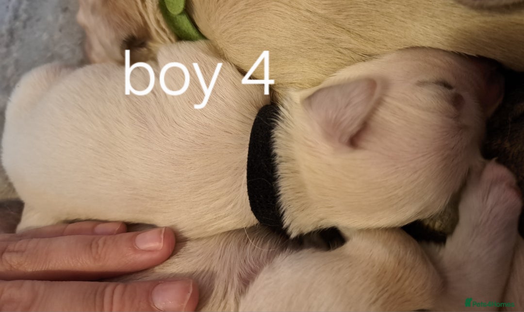Golden Retriever dogs for sale: Golden retriever puppies  - Image 13