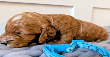 Cockapoo dogs Stunning F1 Show Toy Red Cockapoo puppies DNA ✔️ - Advert 15