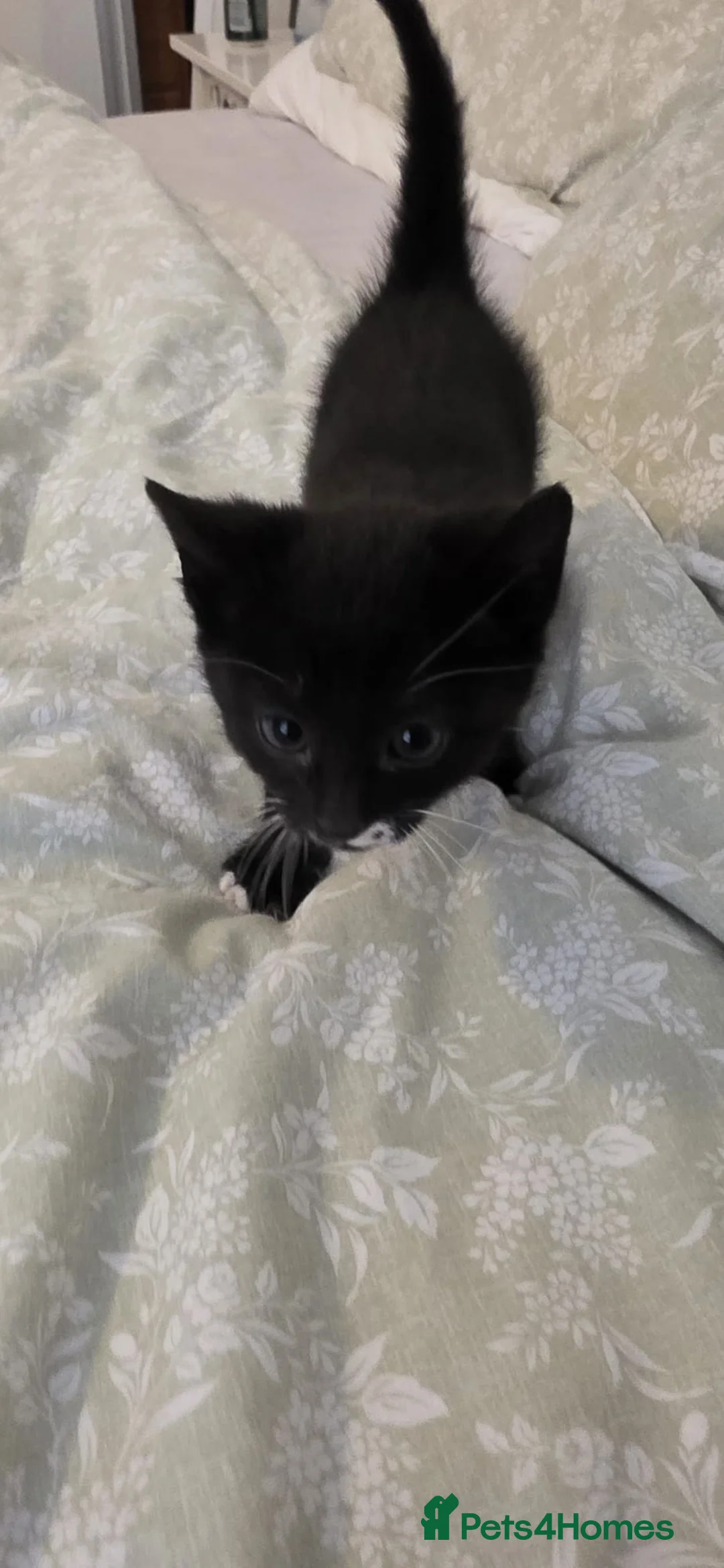 Mixed Breed cats for sale: READY TO GO KITTENS  - Advert 15