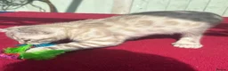 Keetso cats for sale: Superb very rare polydactyl curled eared keetsos  - Advert 20