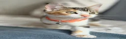 Turkish Angora cats for sale: 🐾 Unique Turkish Angora x Bengal Mix Kittens 🐾 - Advert 17
