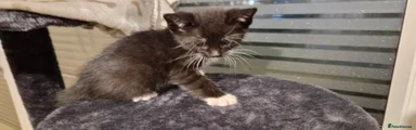 Kitten 2