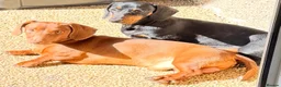 Miniature Dachshund dogs for sale: Outstanding quality Russian bloodline minis - Advert 3