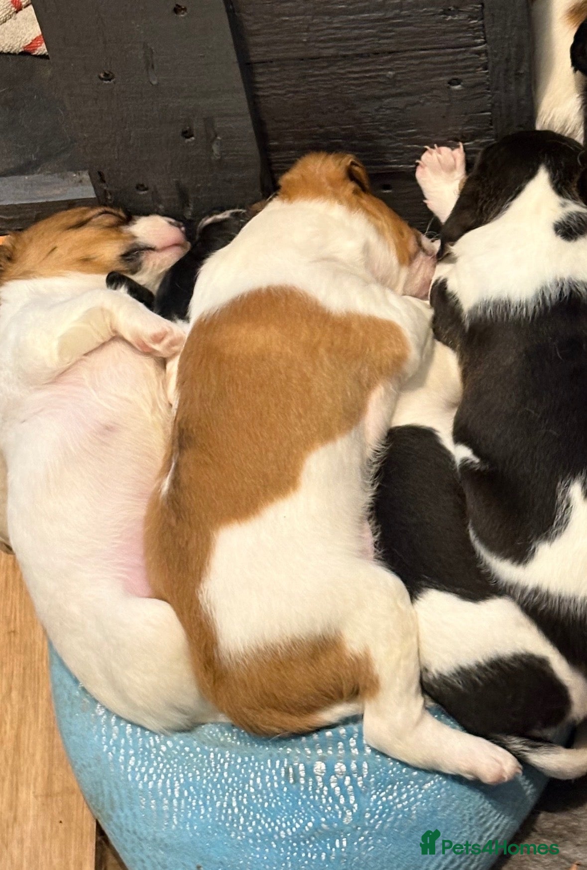 Mixed Breed dogs Litter of 5 pretty Jackapoo puppies - Advert 1