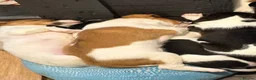 Mixed Breed dogs for sale: Litter of 5 pretty Jackapoo puppies in Bolton - Advert 1