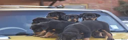Rottweiler dogs for sale: Champion-Bred Rottweiler Puppies for Loving Homes - Advert 29