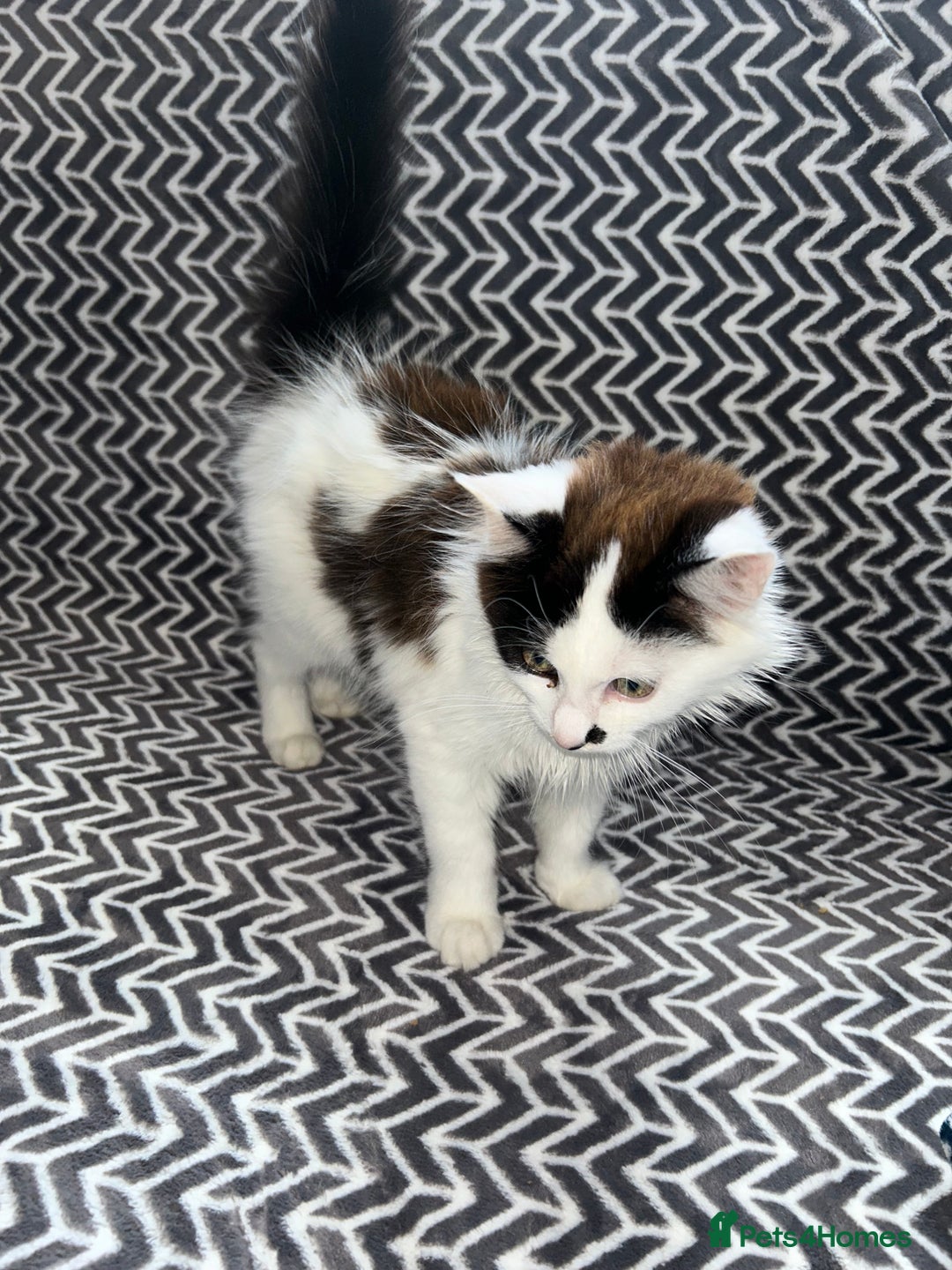 Mixed Breed cats for sale: Chocolate black and white kitten  - Image 6