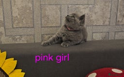 British Shorthair cats for sale: British Blue Shorthair kittens, GCCF pedigree - Image 7