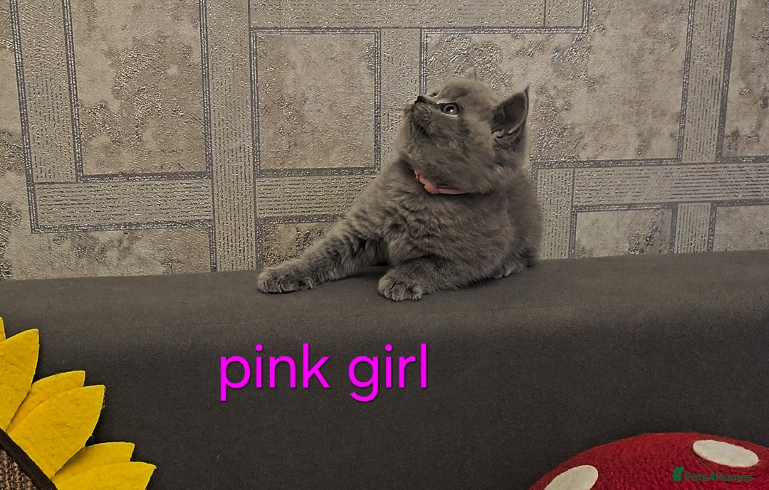 British Shorthair cats for sale: British Blue Shorthair kittens, GCCF pedigree - Image 7