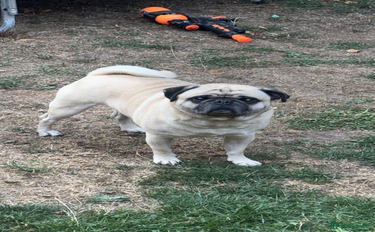 Pug dogs - Advert 1