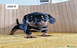 Miniature Dachshund dogs for sale: GORGEOUS MINIATURE DACHSHUND PUPPIES - Image 5