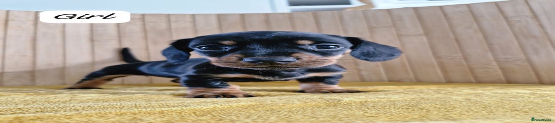 Miniature Dachshund Puppy 3