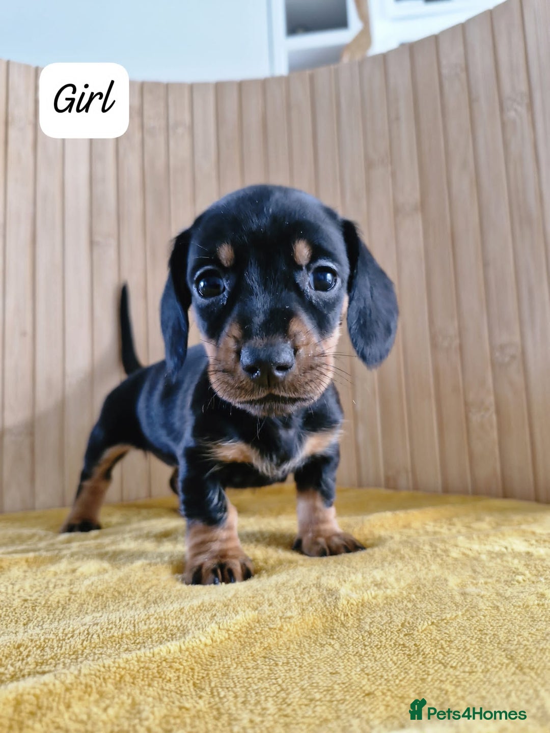 Miniature Dachshund dogs for sale: GORGEOUS MINIATURE DACHSHUND PUPPIES - Image 5