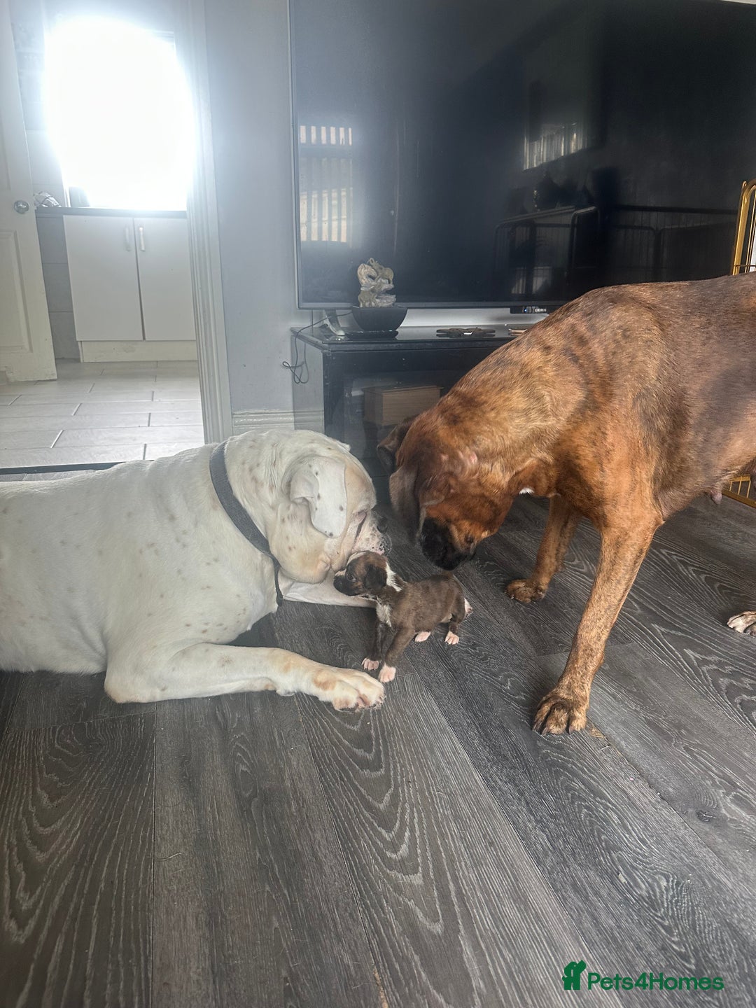 Boxer dogs for sale: 6 boxer pups available in three weeks time 🐾 - Image 7