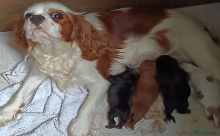 Cavalier King Charles Spaniel dogs - Advert 7