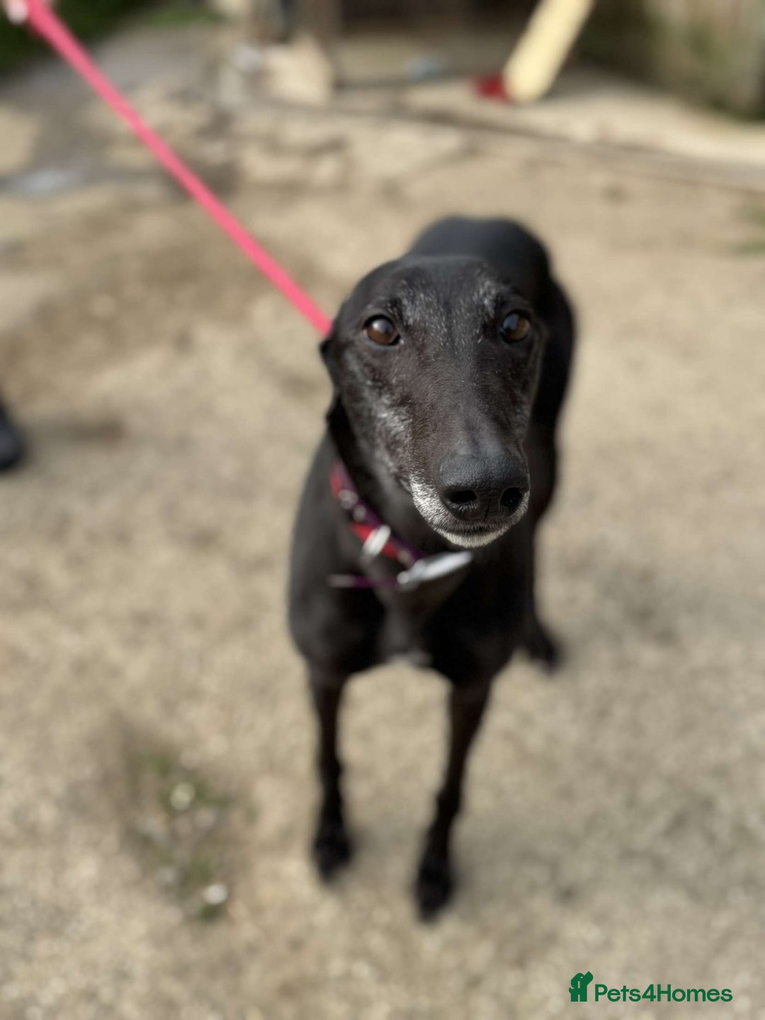 Greyhound dogs for sale: Lottie💜 - Image 4