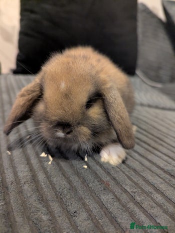 Mini Lop rabbits - Advert 1