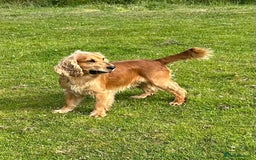 Cocker Spaniel dogs for sale: Adorable Kc reg Cocker pups - Image 26