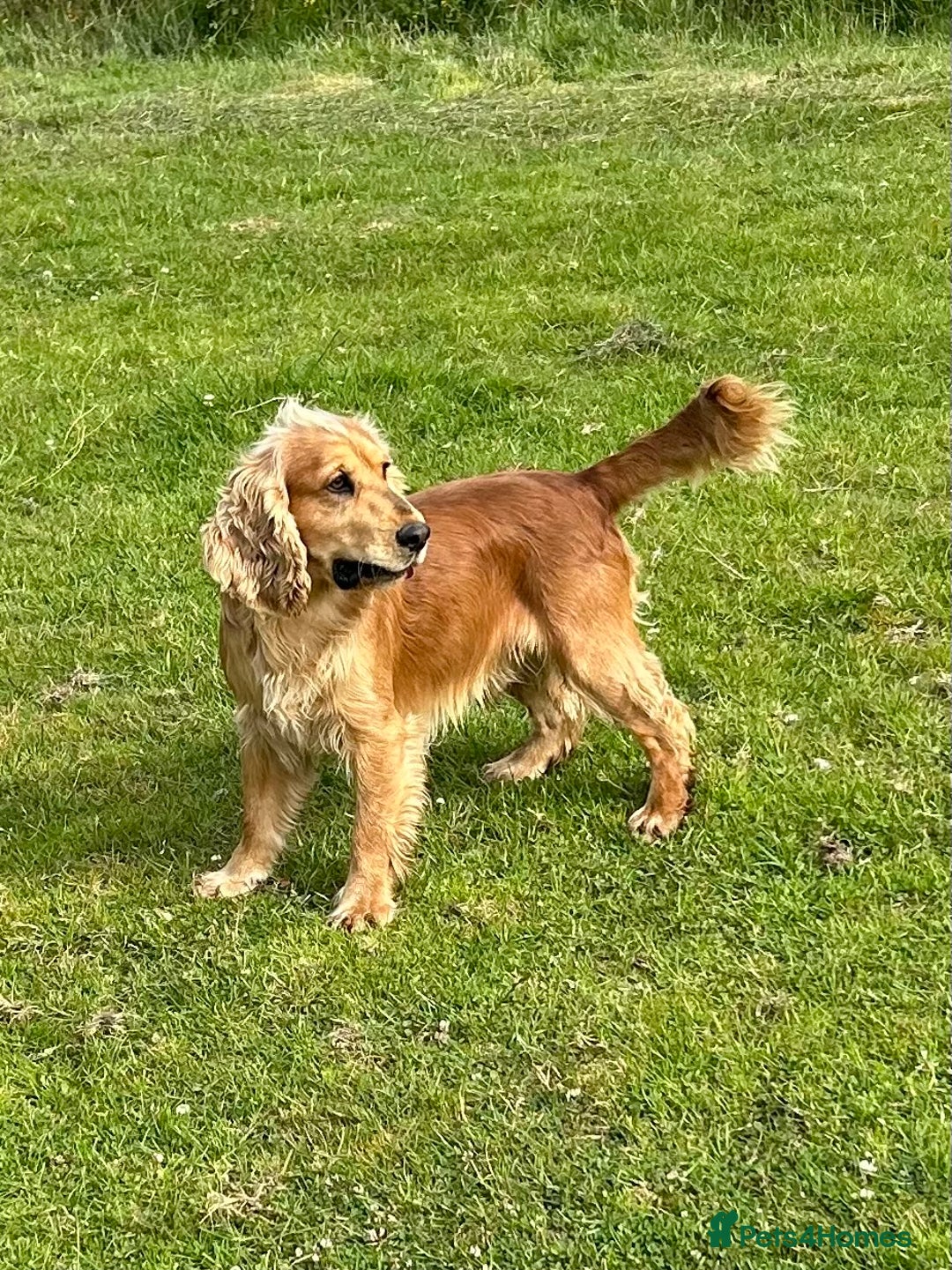 Cocker Spaniel dogs for sale: Adorable Kc reg Cocker pups - Image 26