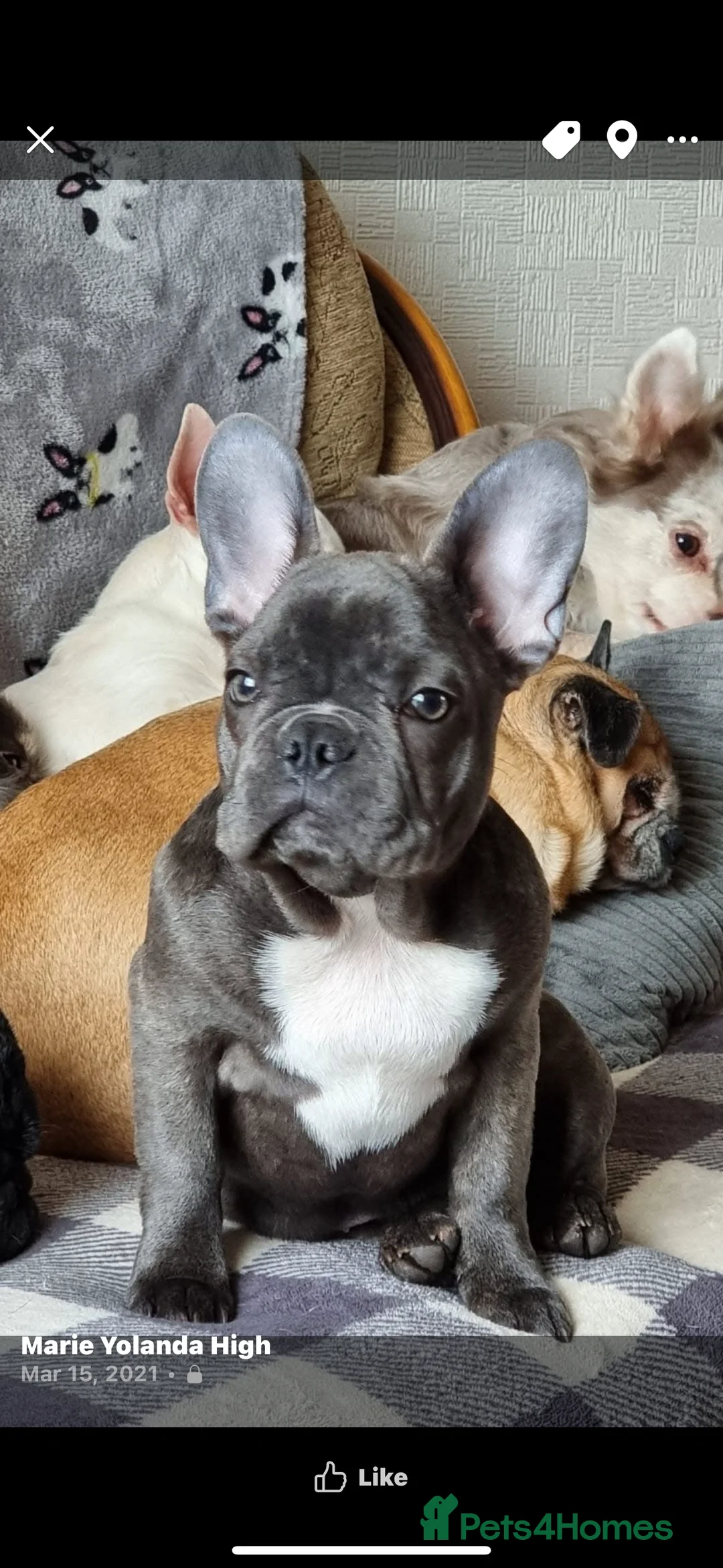 French Bulldog dogs for sale: French bulldog female  - Advert 1