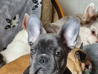 French Bulldog dogs French bulldog female - Advert 7