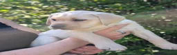 Labrador Retriever dogs for sale: Labrador puppys - Advert 9