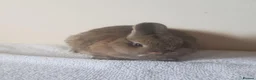 Netherland Dwarf rabbits for sale: Baby Netherland Dwarf Doe & Adult Netherland Dwarf - Advert 6