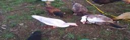 Ducks poultry for sale: 5 x muscovy females this years hatch - Advert 2