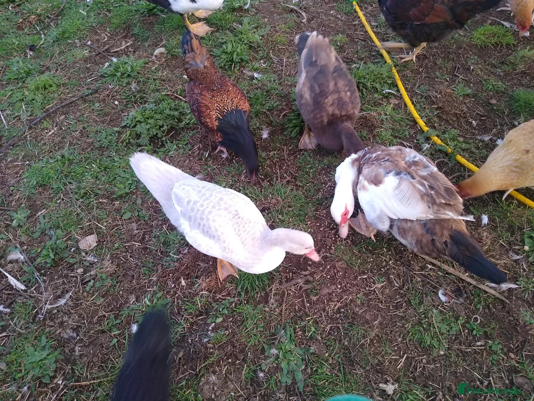 Ducks poultry for sale: 5 x muscovy females this years hatch - Advert 2