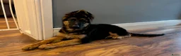 German Shepherd dogs for sale: Beautiful KC Reg puppies for sale  in Bishop Auckland - Advert 9