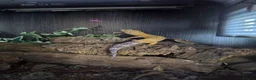 Leopard Gecko reptiles for sale: Leopard gecko male  in Bromsgrove - Advert 1