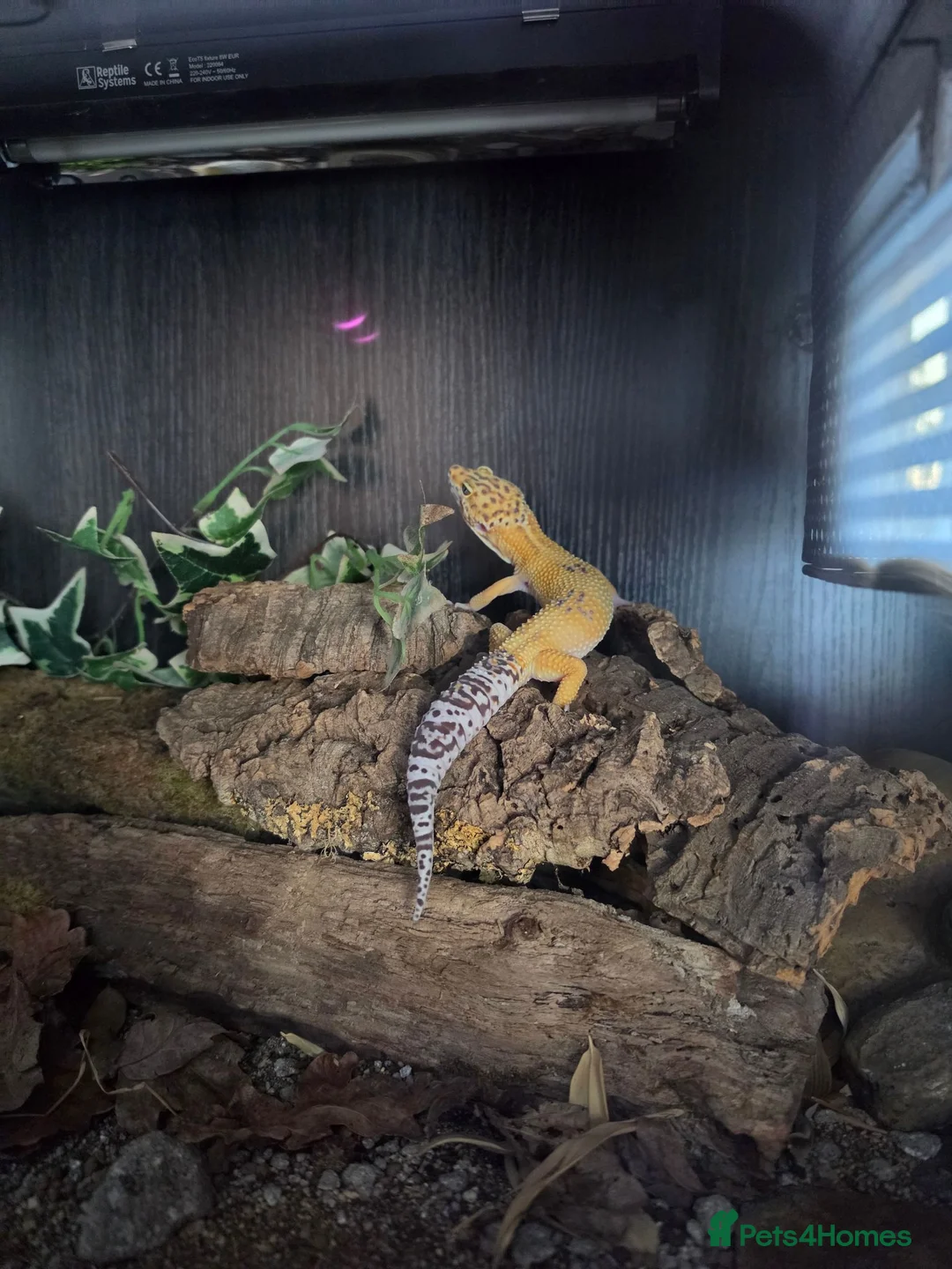 Leopard Gecko reptiles for sale: Leopard gecko male  in Bromsgrove - Advert 1