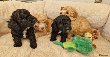 Miniature Poodle dogs - Advert 3
