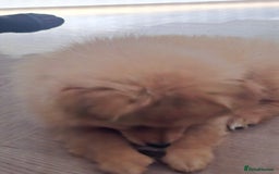 Pomeranian dogs for sale: Pomeranian puppy - Image 4