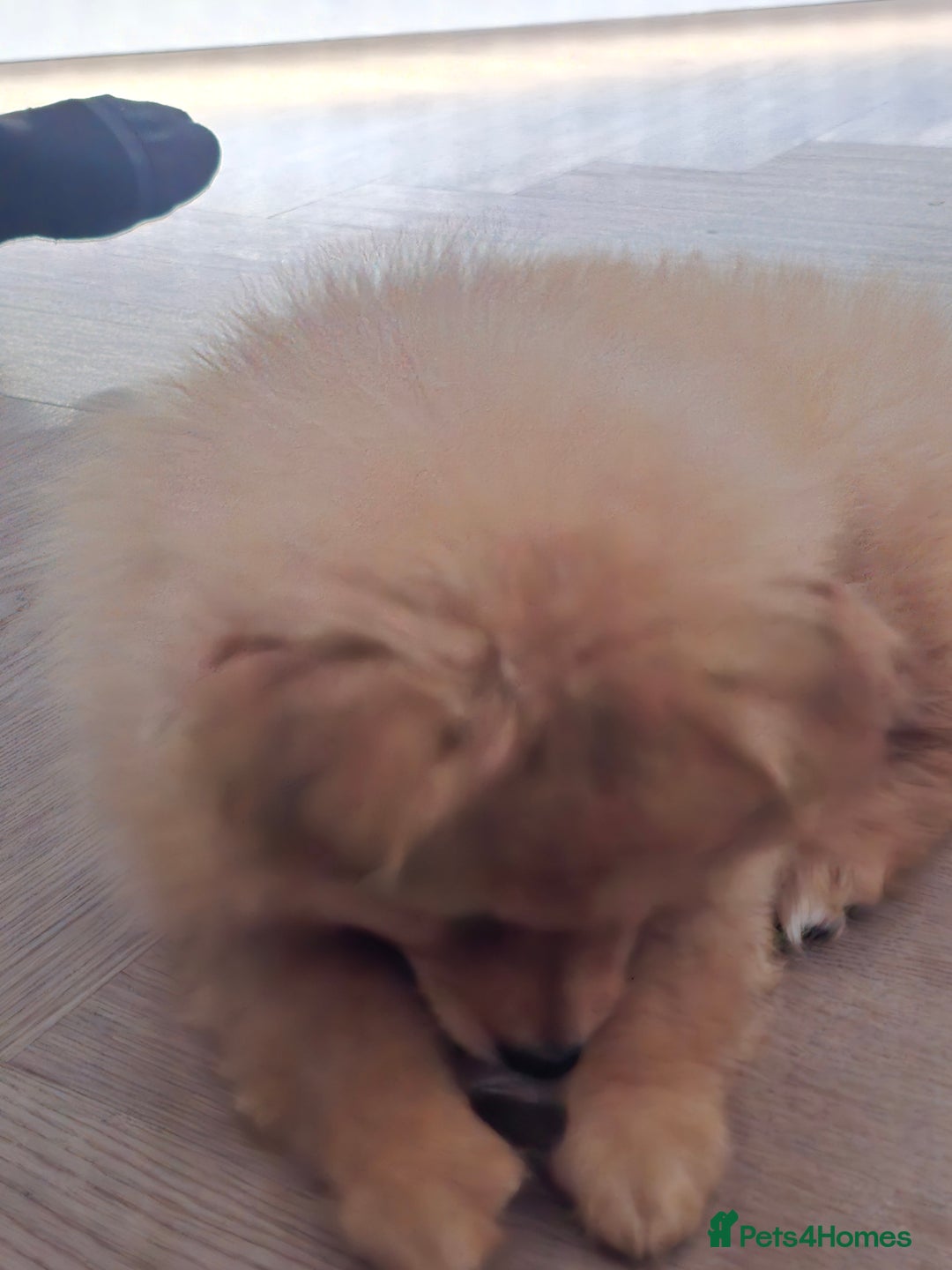 Pomeranian dogs for sale: Pomeranian puppy - Image 4