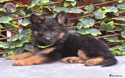 German Shepherd dogs for sale: 💥REDUCED PRICE💥 3 GIRLS German shepherd puppies  - Image 12