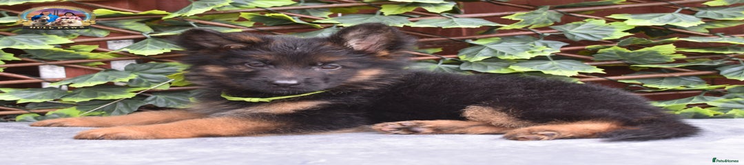 German Shepherd Puppy 5
