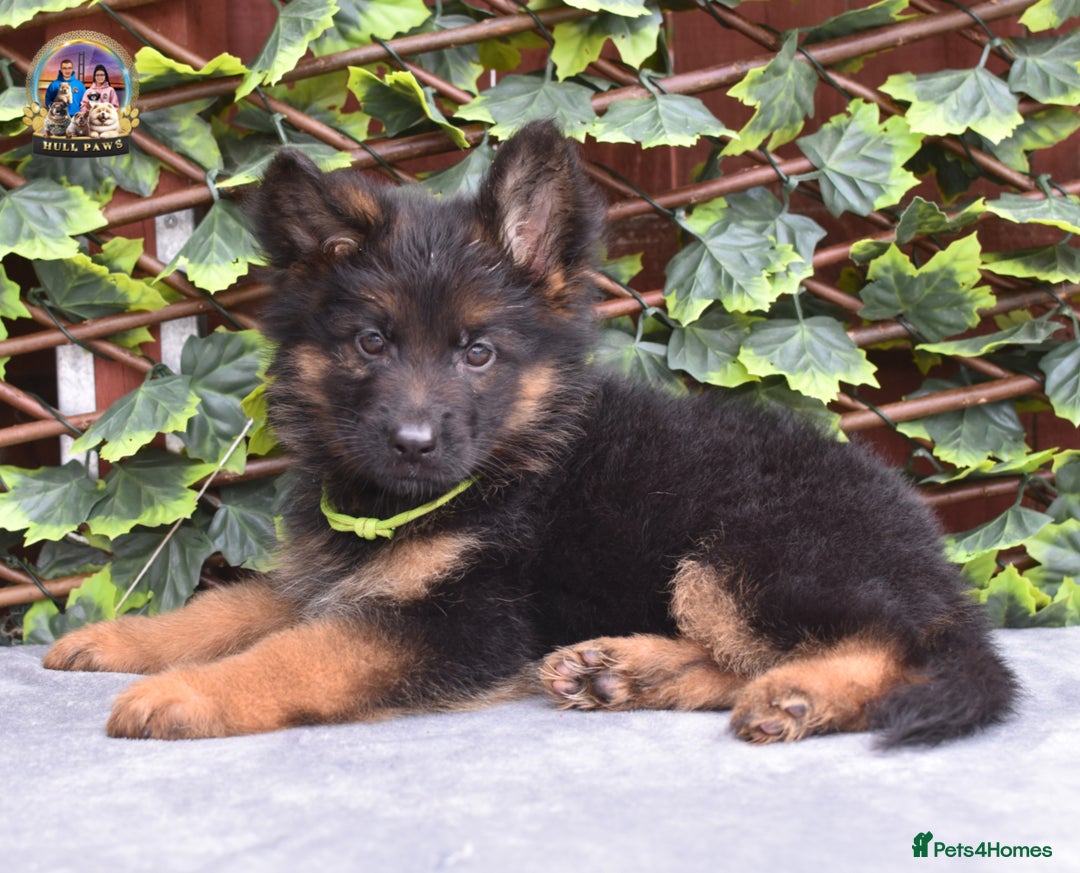 German Shepherd dogs for sale: 💥REDUCED PRICE💥 3 GIRLS German shepherd puppies  - Image 12